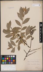 Foto von Salix caprea L. x Salix daphnoides Vill.